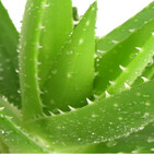embed image