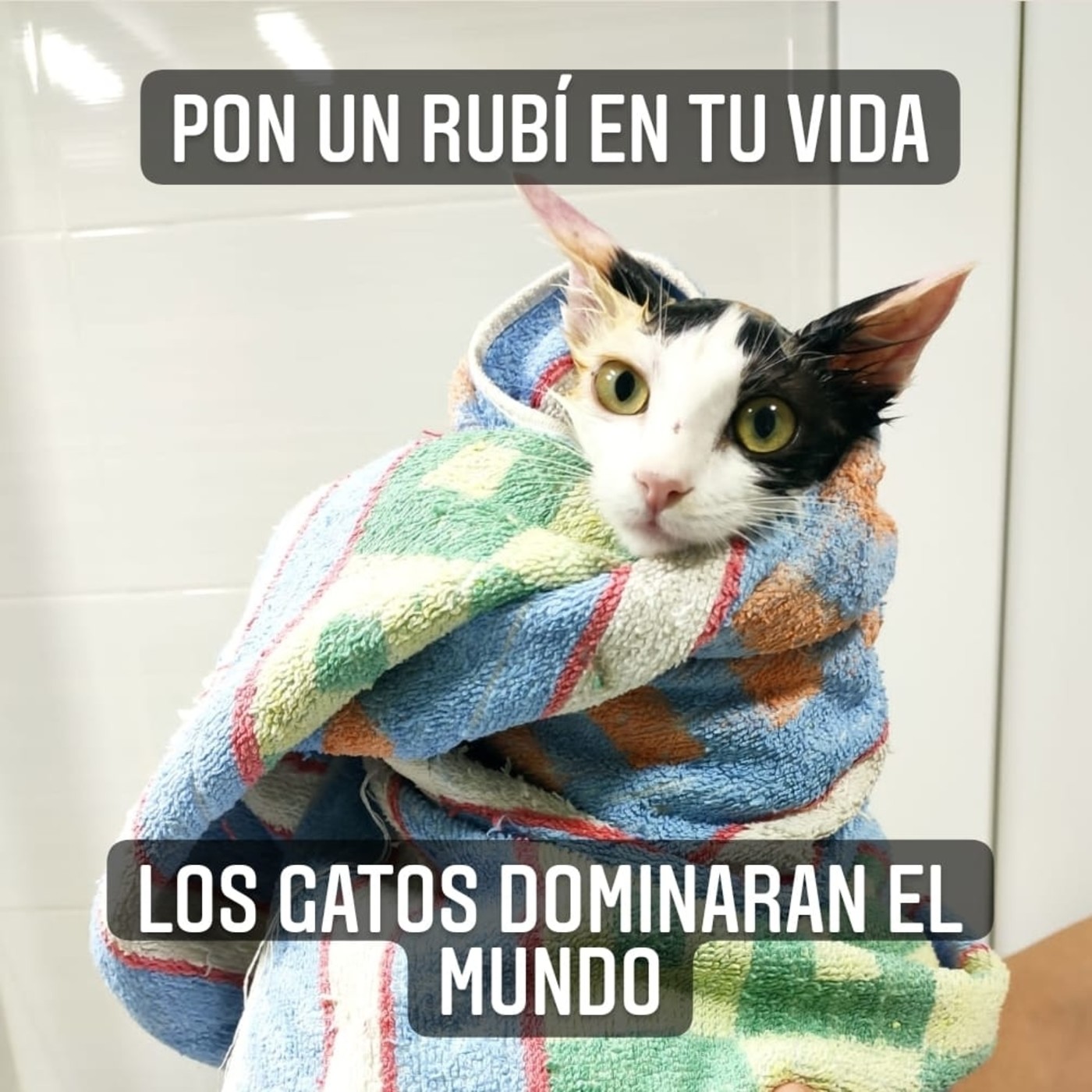 LOS GATOS DOMINARÁN EL MUNDO