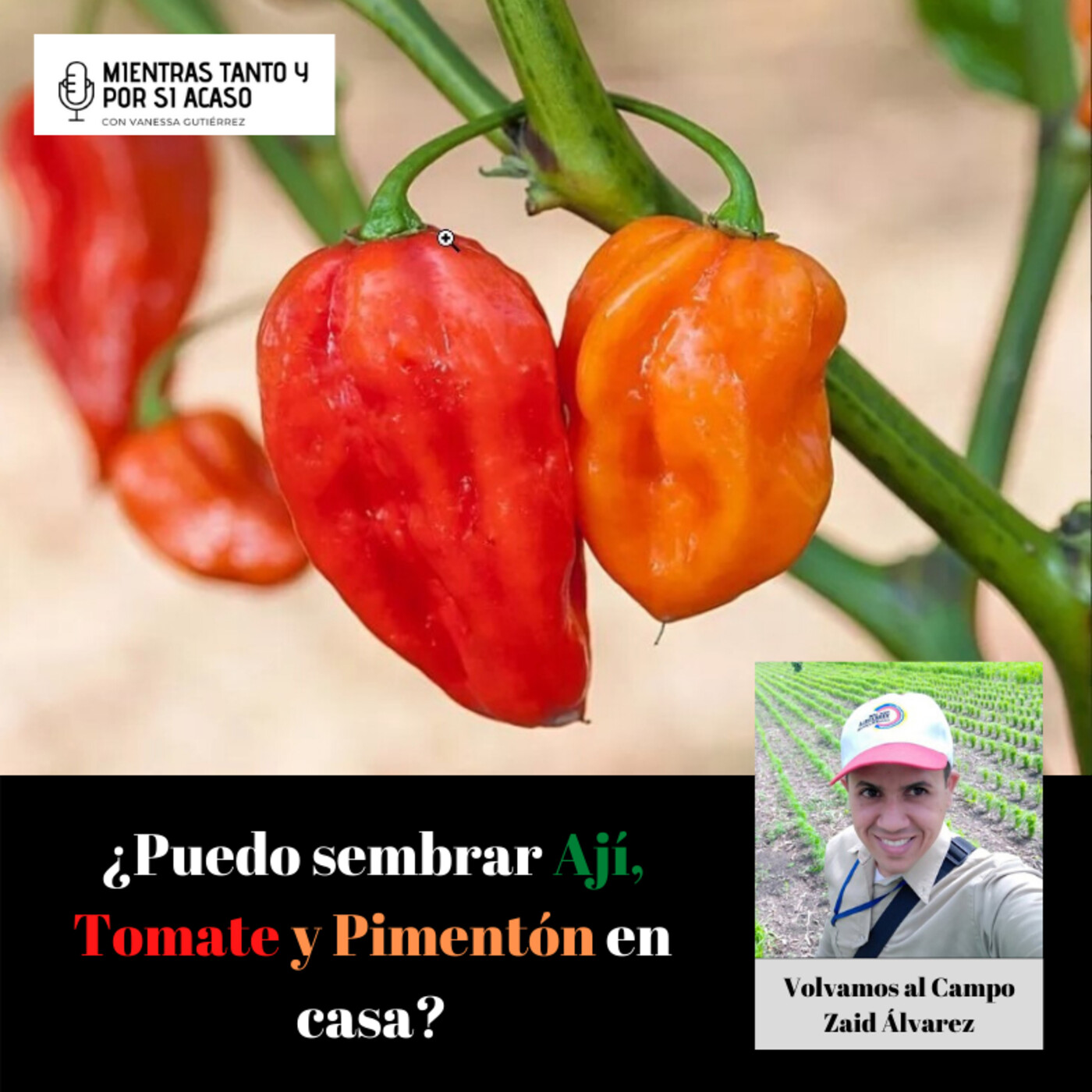 Columna Volvamos al Campo