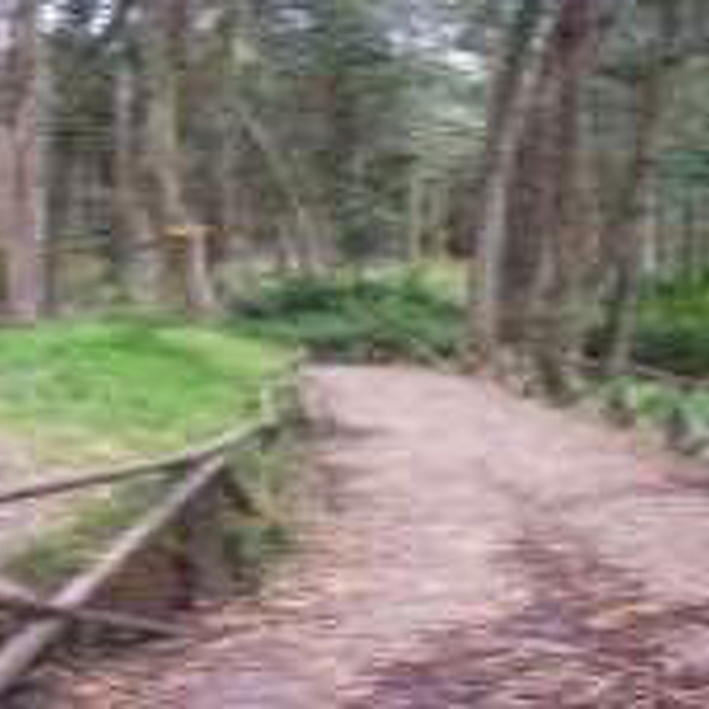 Paisajes Forestales Andinos