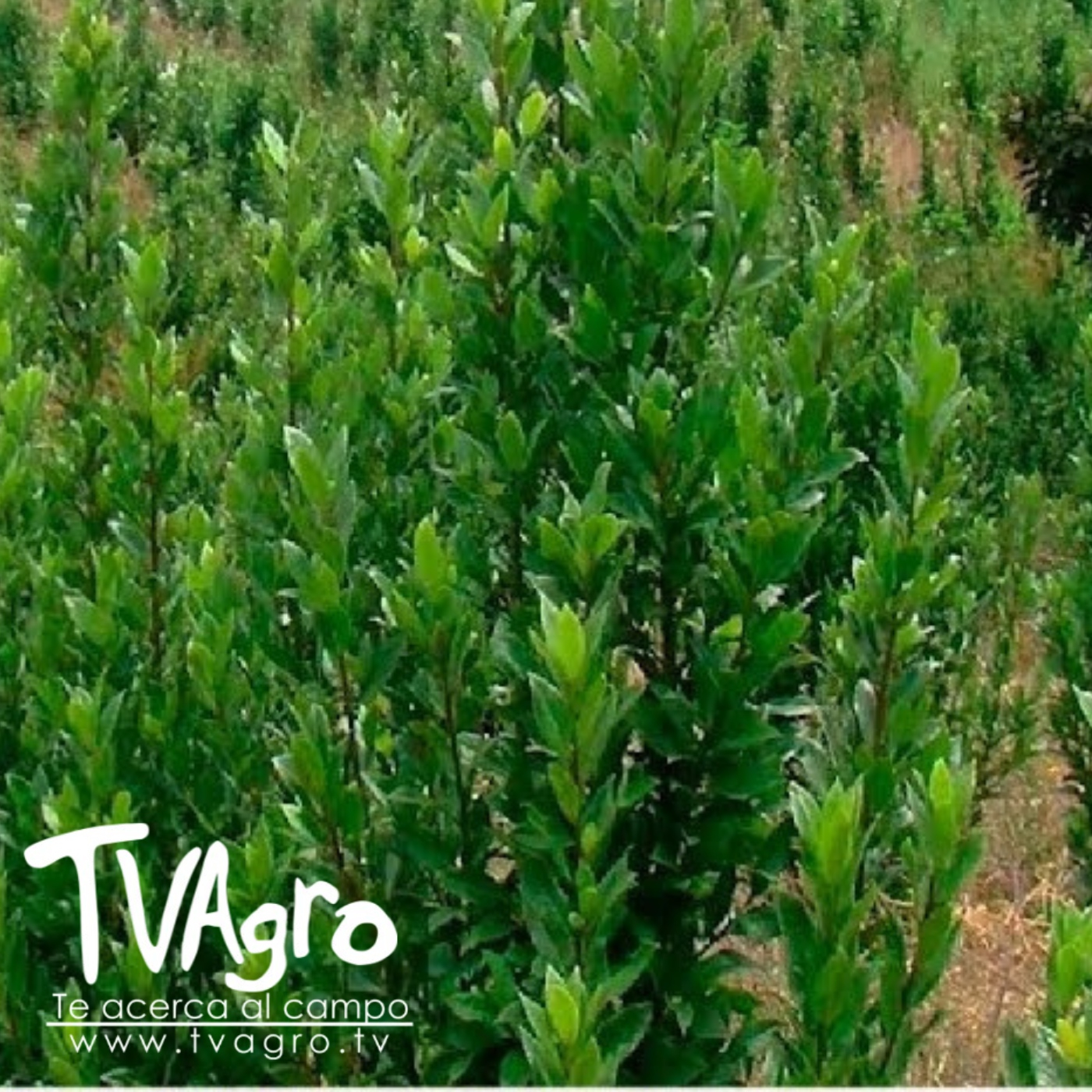 TV AGRO