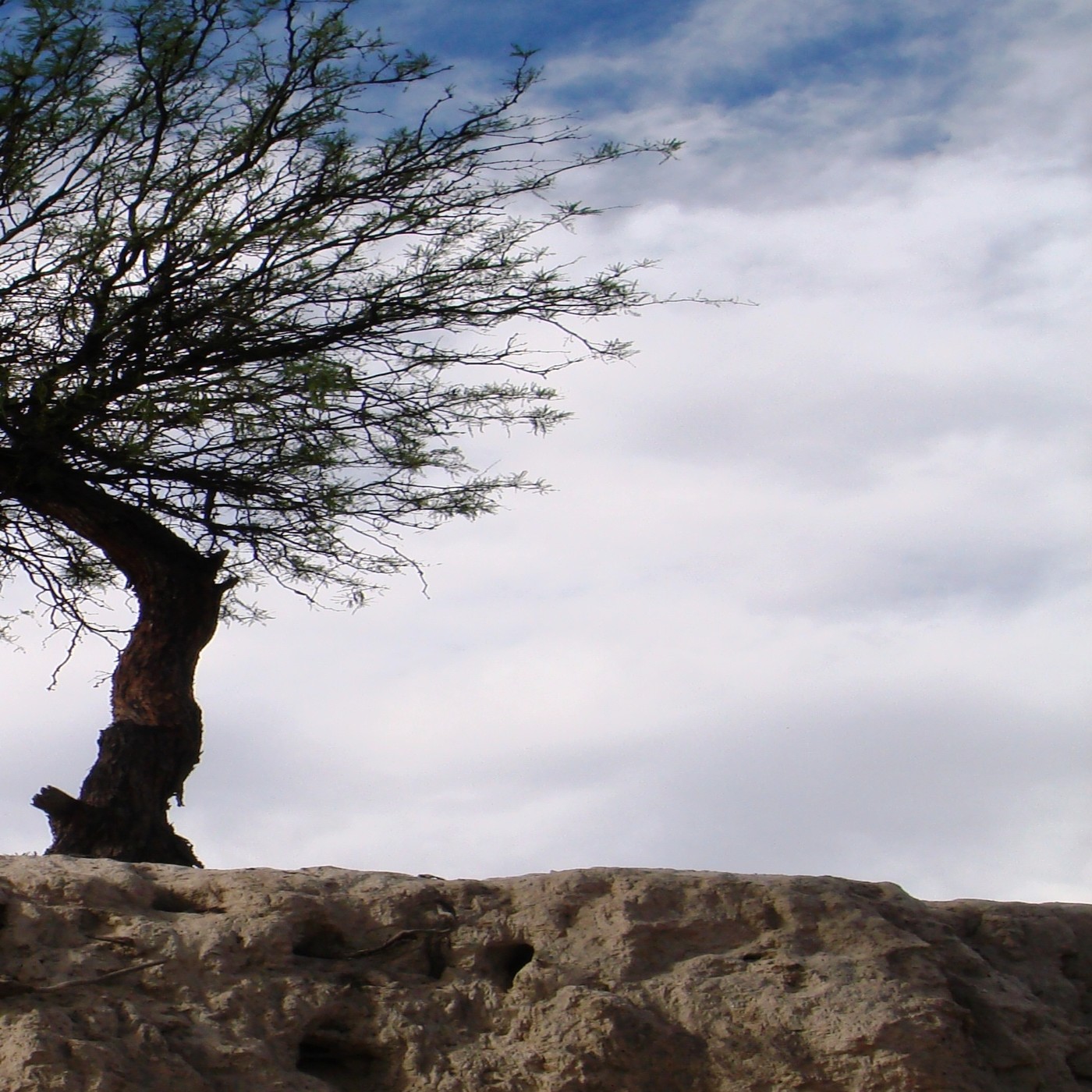 Puerto Almendro® - Canadá, University of Güelph