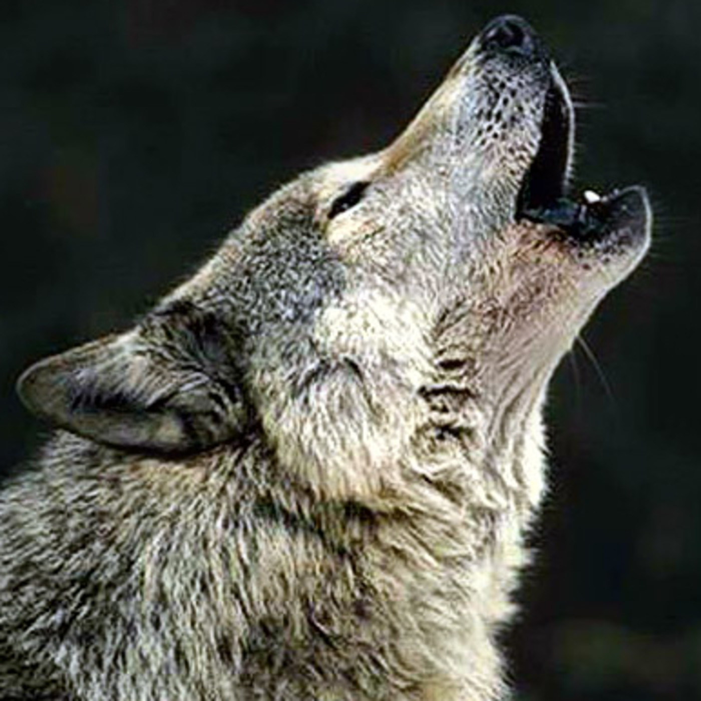 Radio Lobo