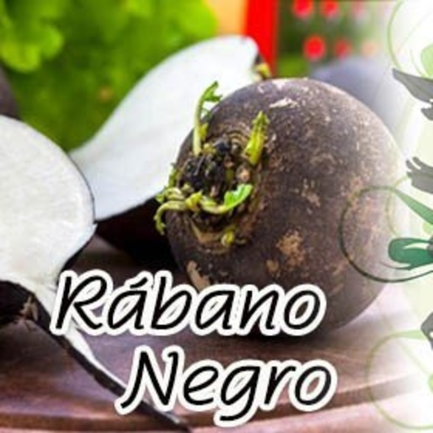 El Ángel de tu Salud - RÁBANO NEGRO episode artwork