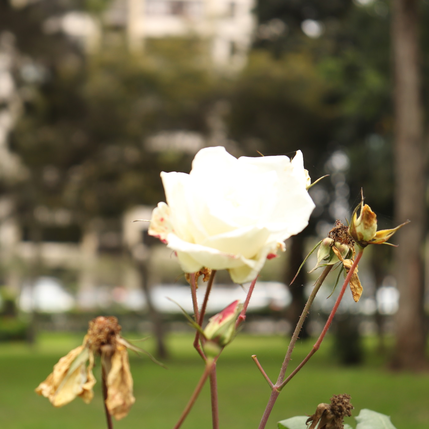 Maricielo Champa Alva