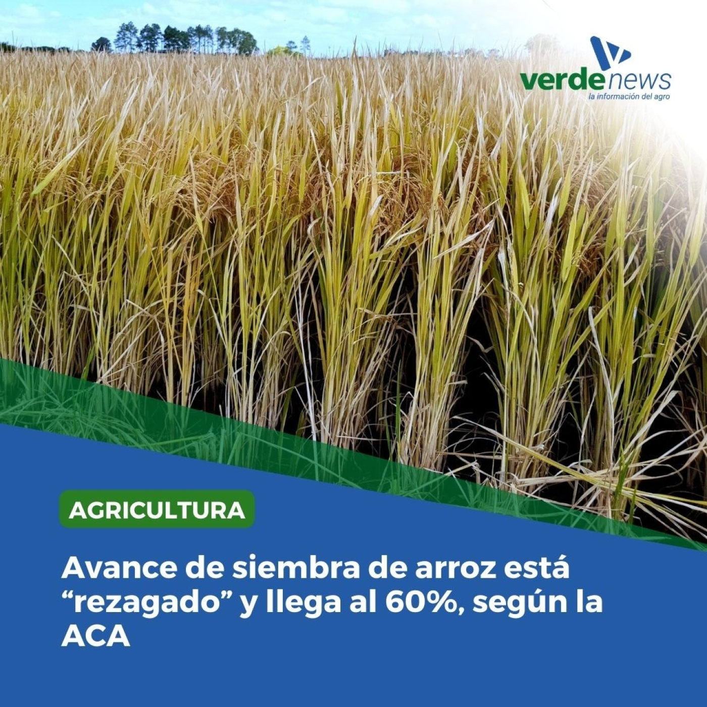 Alfredo Lago - presidente de la Asociación de Cultivadores de Arroz - 30/10/24 episode artwork