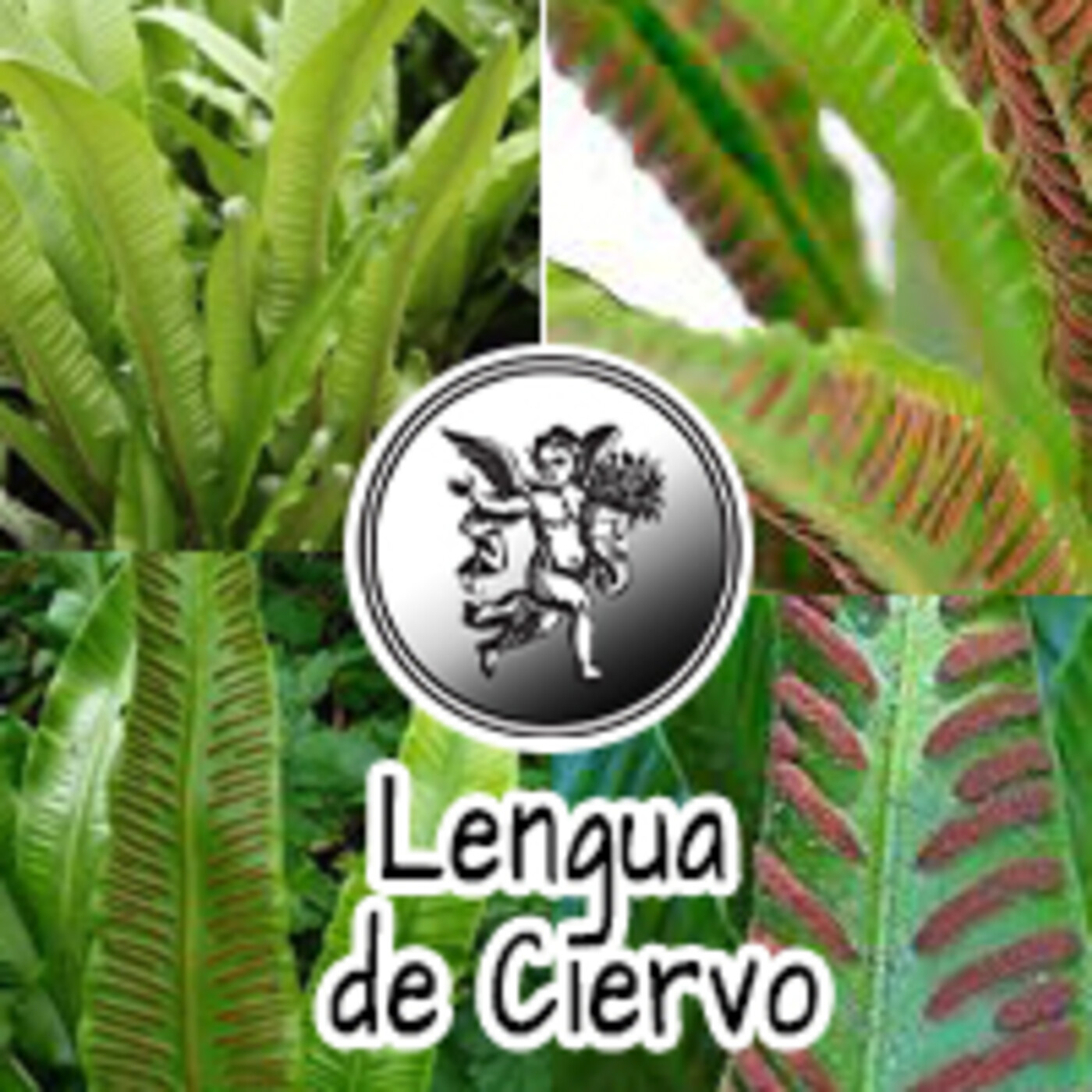 El Angel de tu Salud -I LENGUA DE CIERVO** episode artwork