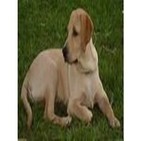 130409 Ciencia para todos - El perro, nuestro compañero de viaje