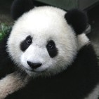 Rocket to China 1x08 - Chengdú y sus oso panda