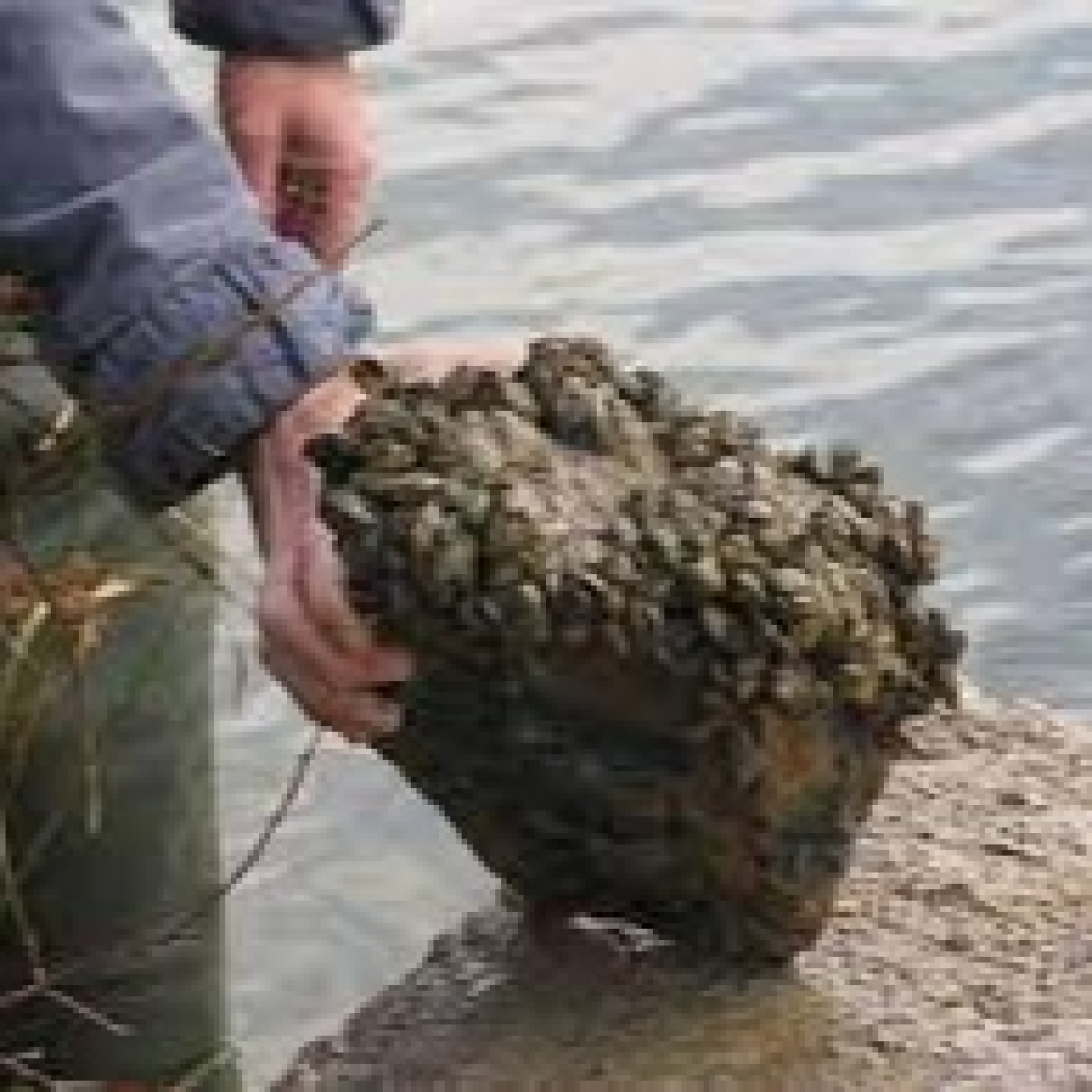 Rio de la Vida pesca