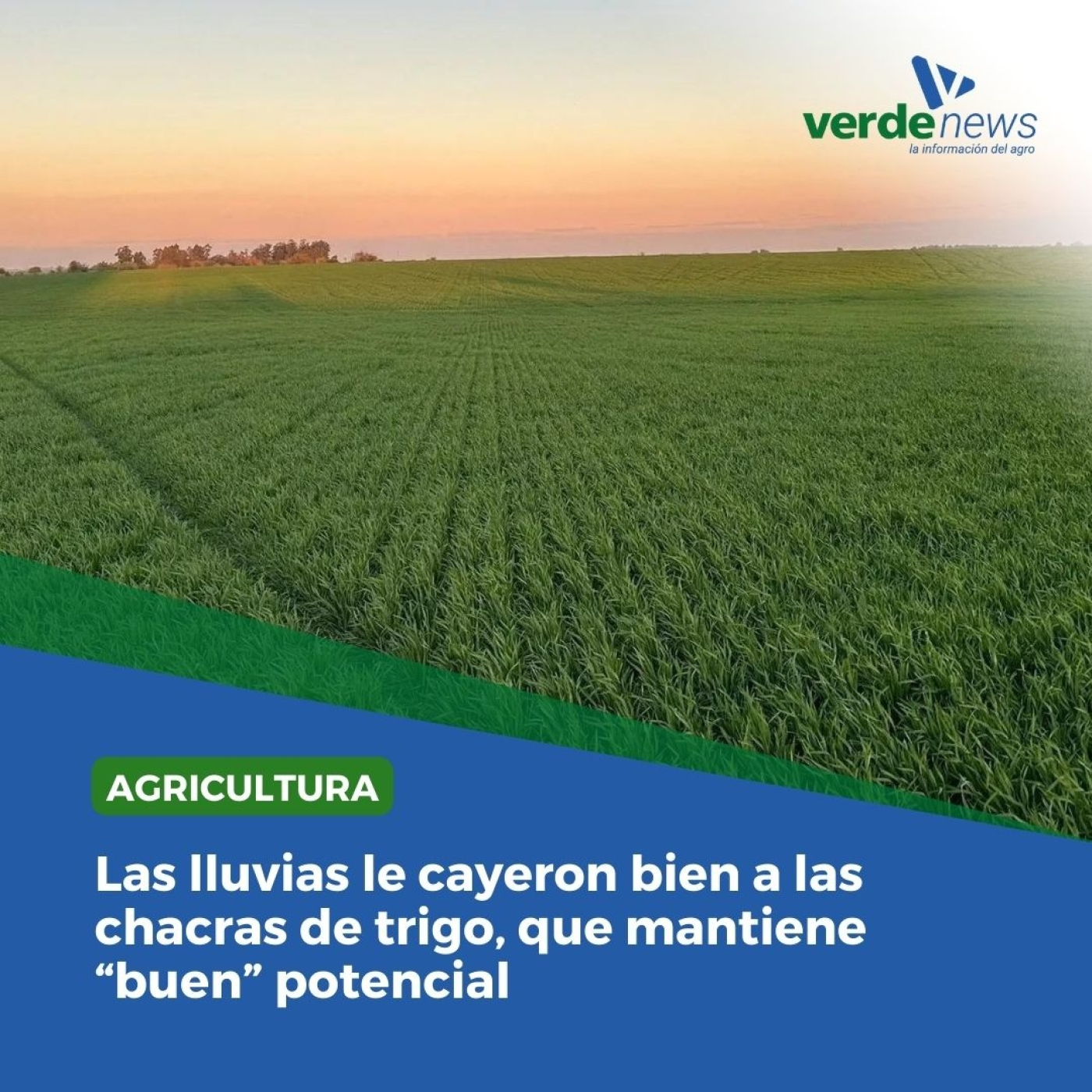 Alexís González – gerente de producción agrícola de Dalmás Agro - 22/08/24 episode artwork