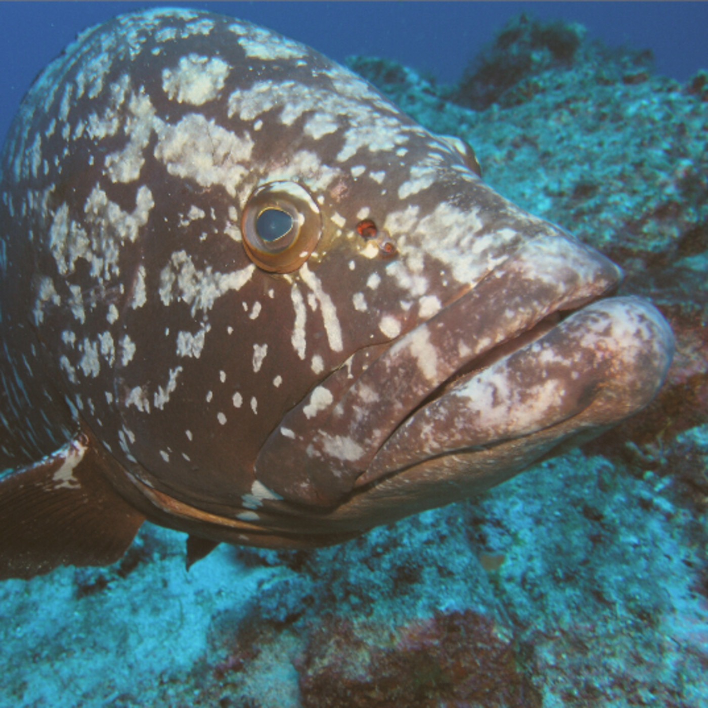 Pesca Tenerife
