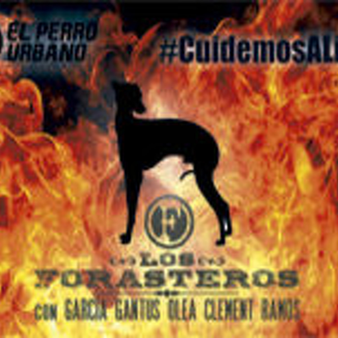 Galgos Argentina - en la mira del maltrato