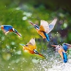 Relaxing Birds, Nature y Piano 30 minutos