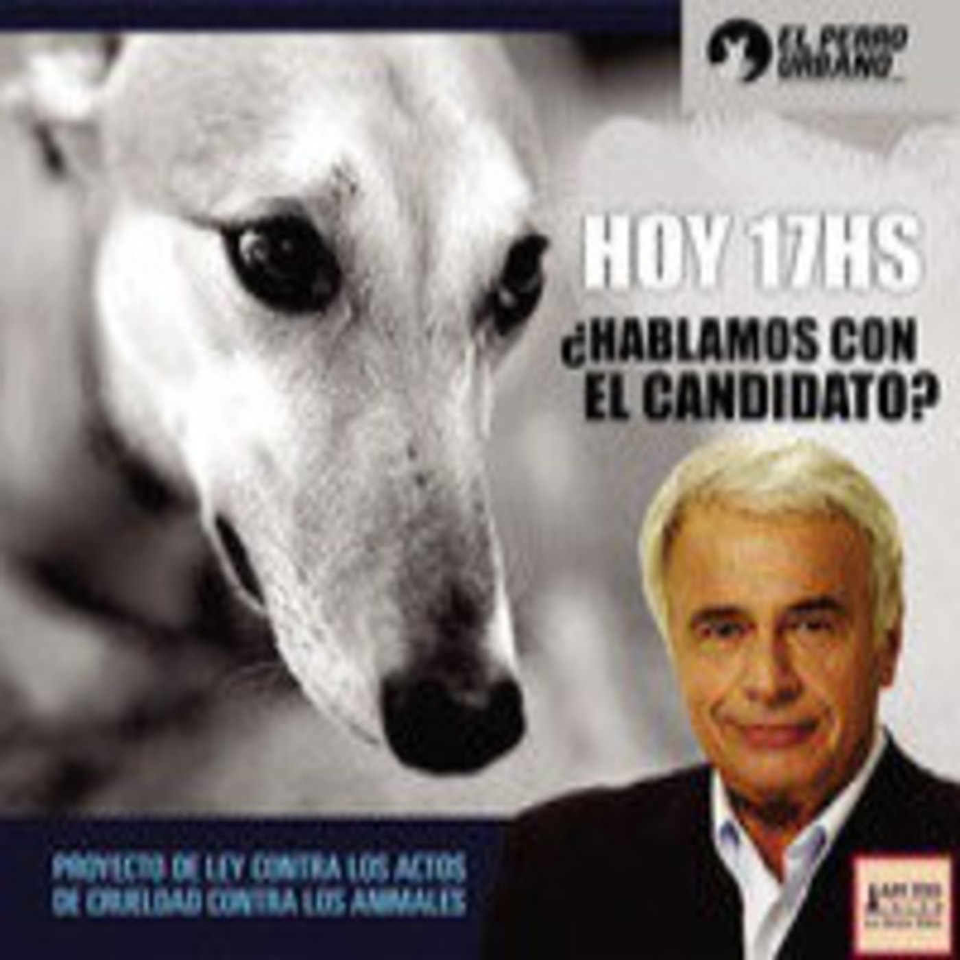 Galgos Argentina - en la mira del maltrato