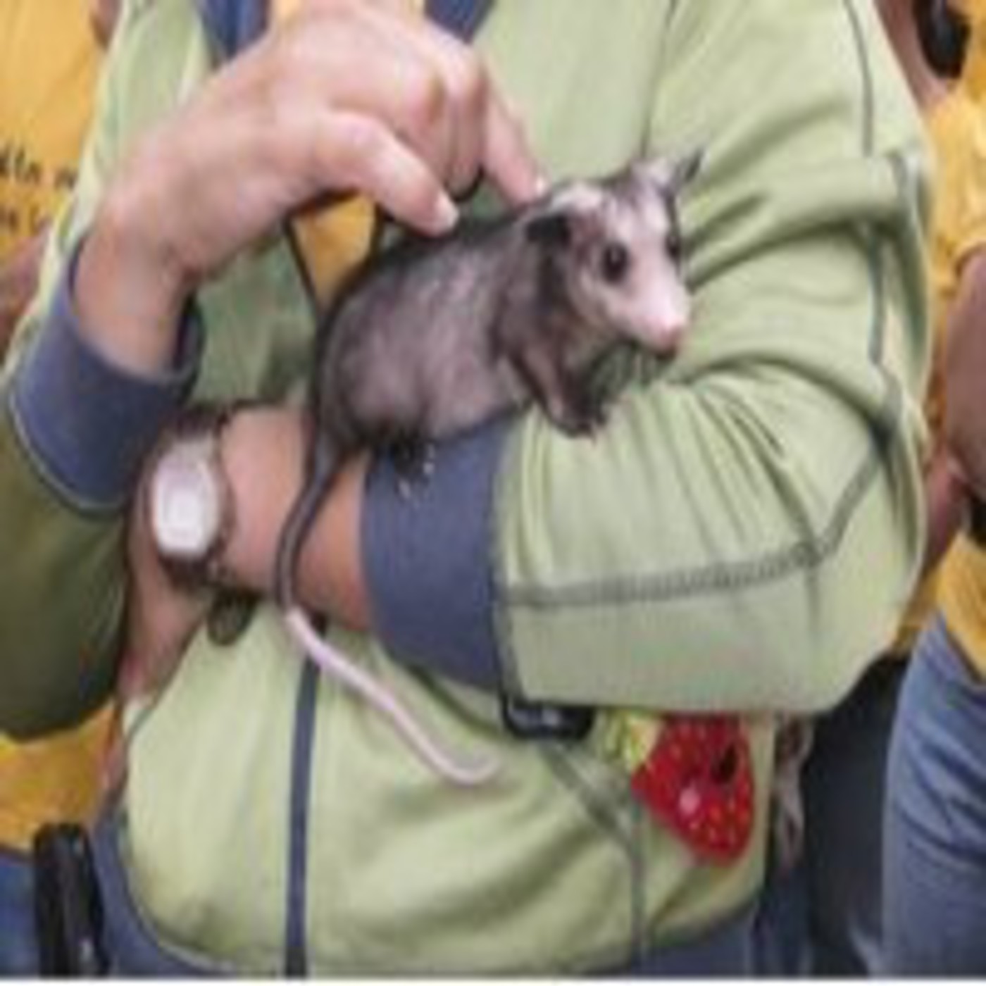 Patas y Narices Programa Radial