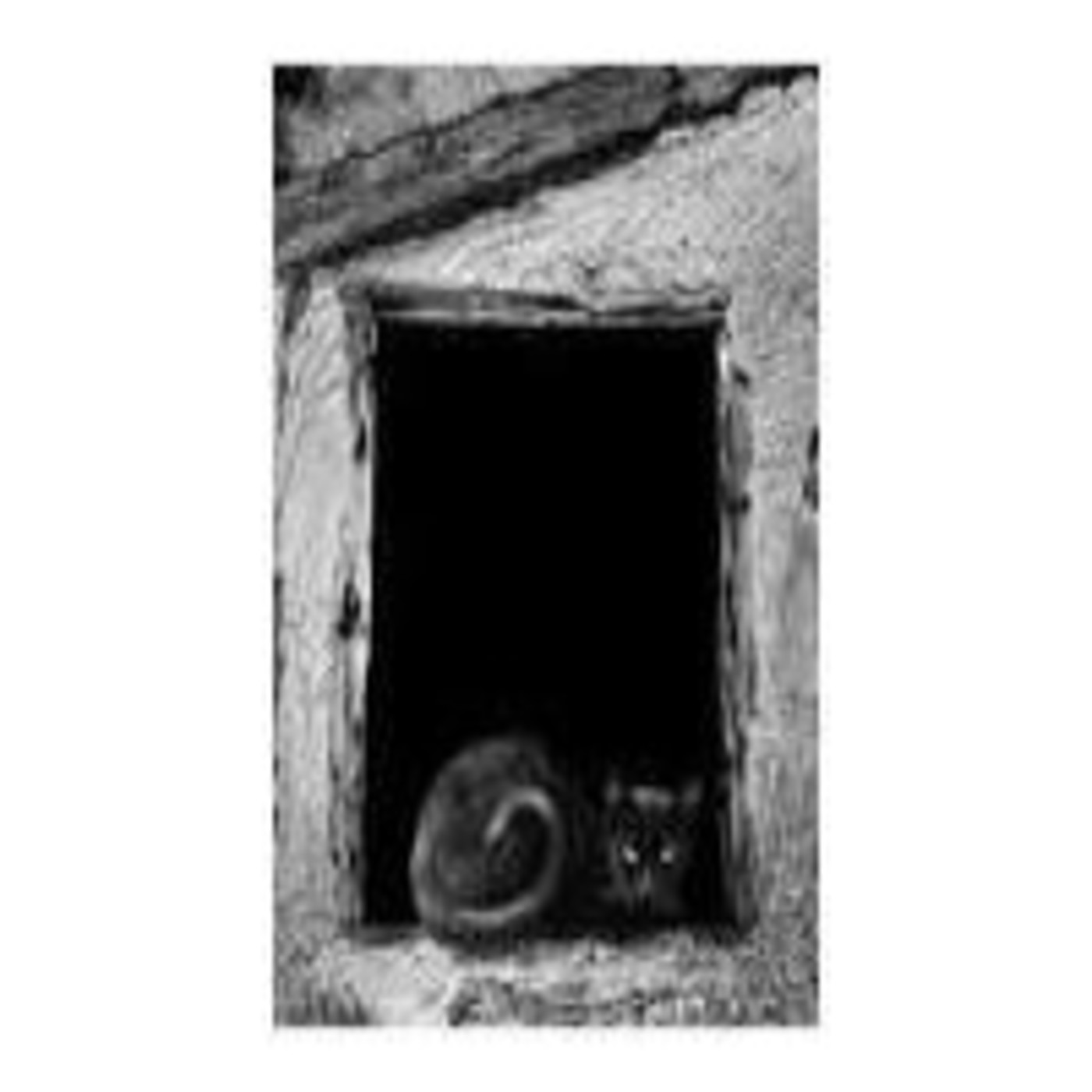 El gato negro de Edgar Allan Poe episode artwork
