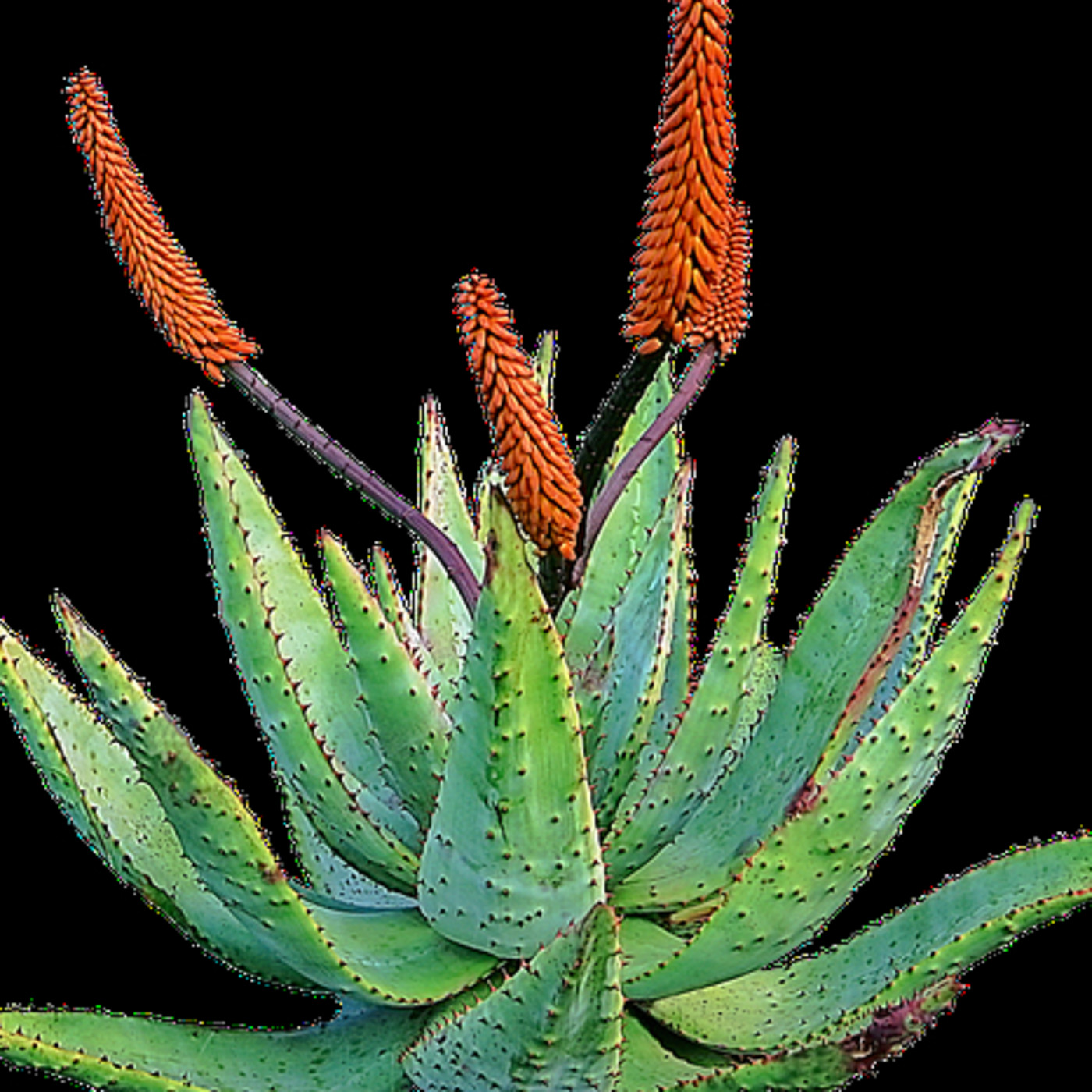 Soluciones naturales para combatir las arrugas