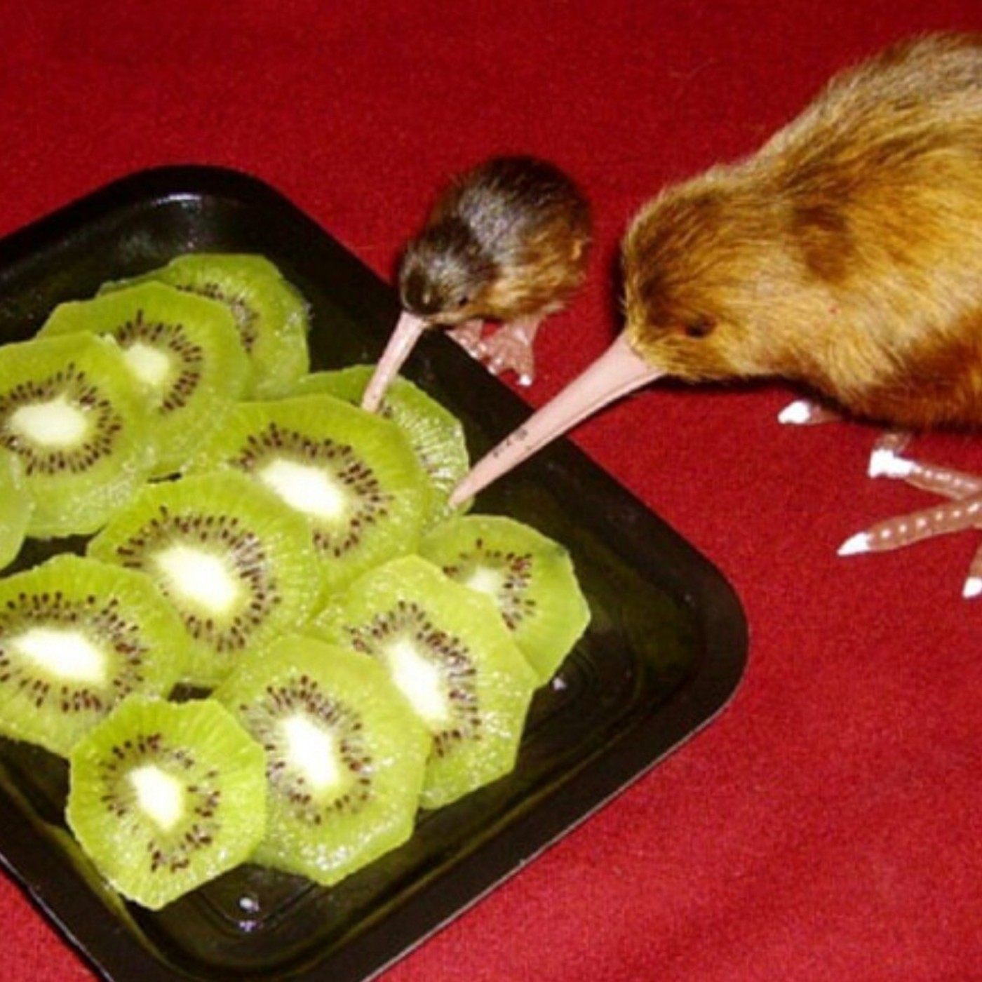 Efecto Pigmalión