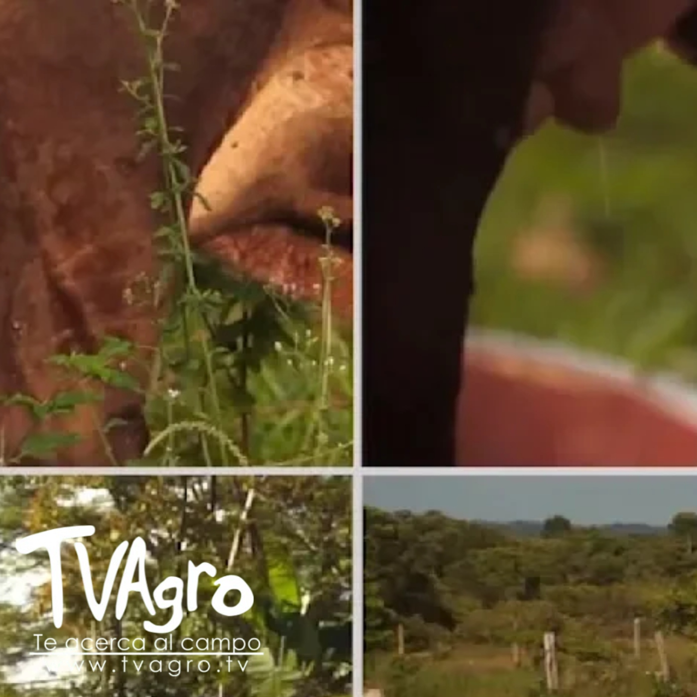 TV AGRO