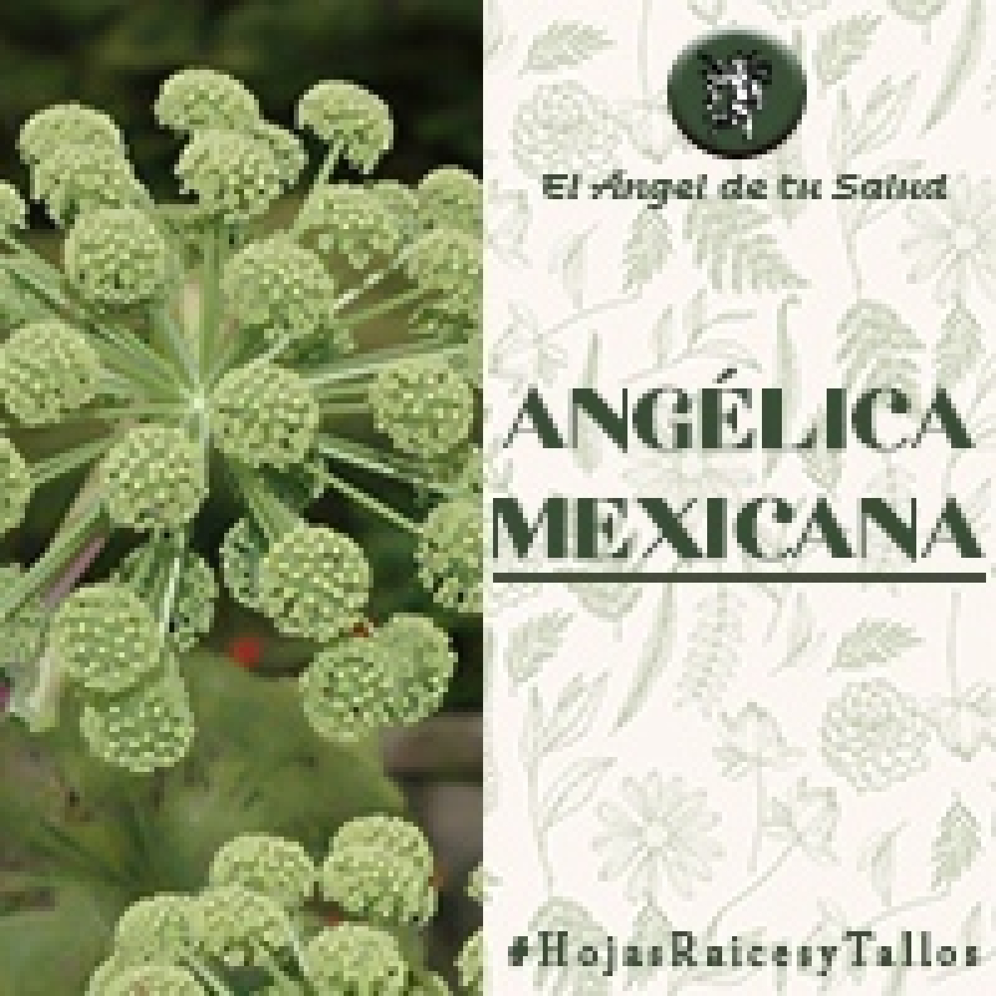 El Ángel de tu Salud - Angélica Mexicana** episode artwork