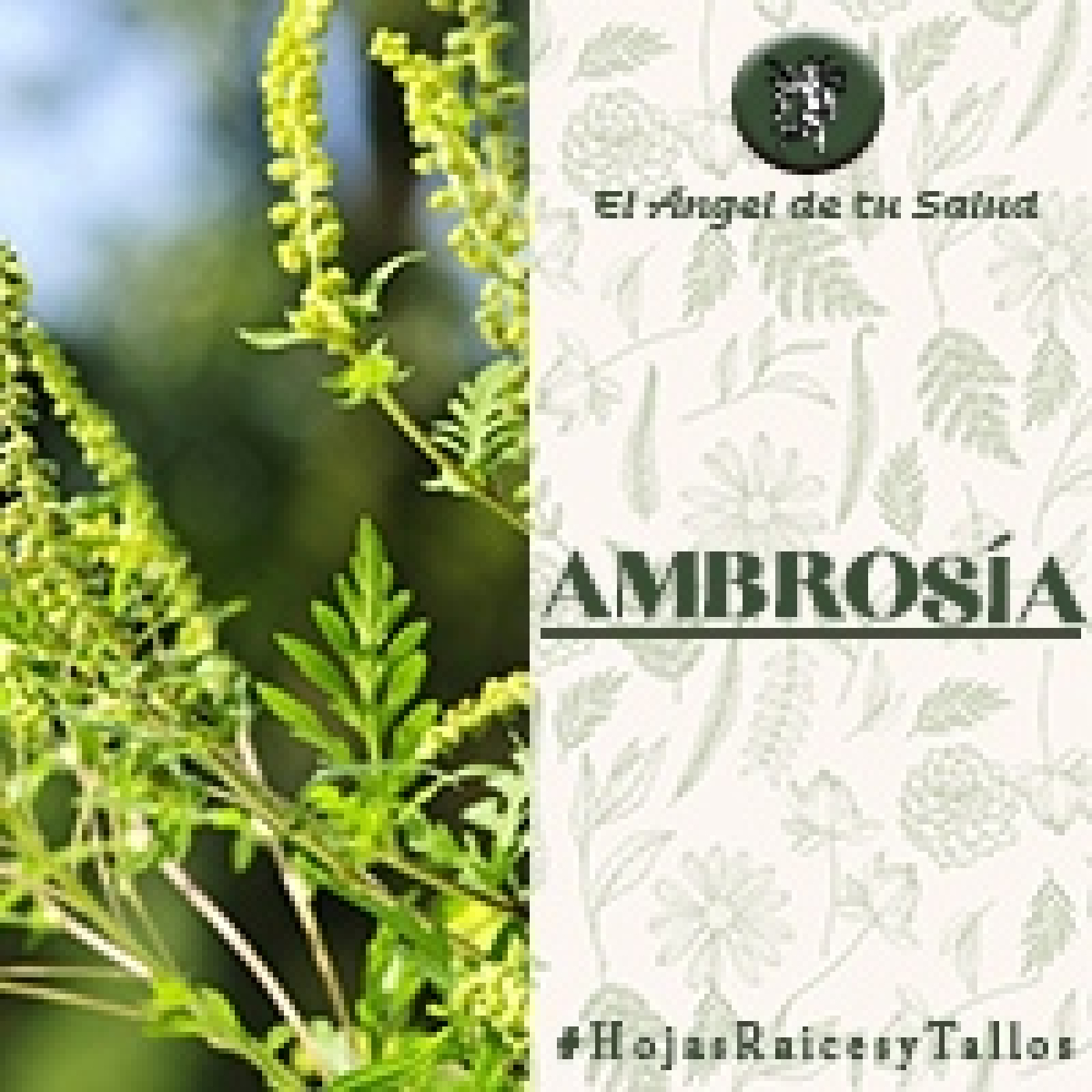 El Ángel de tu Salud - Ambrosía** episode artwork
