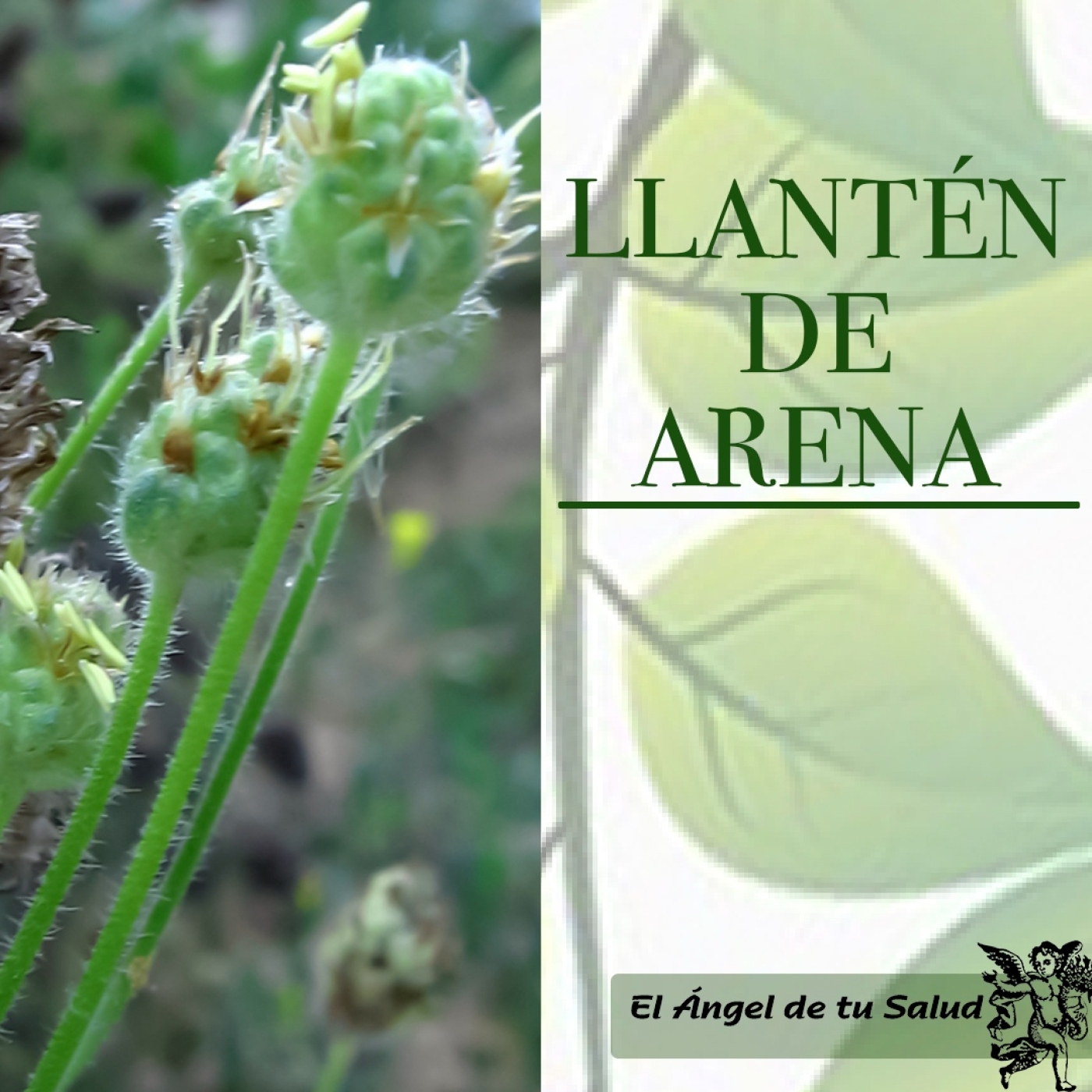 El Ángel de tu Salud - Llantén de Arena** episode artwork