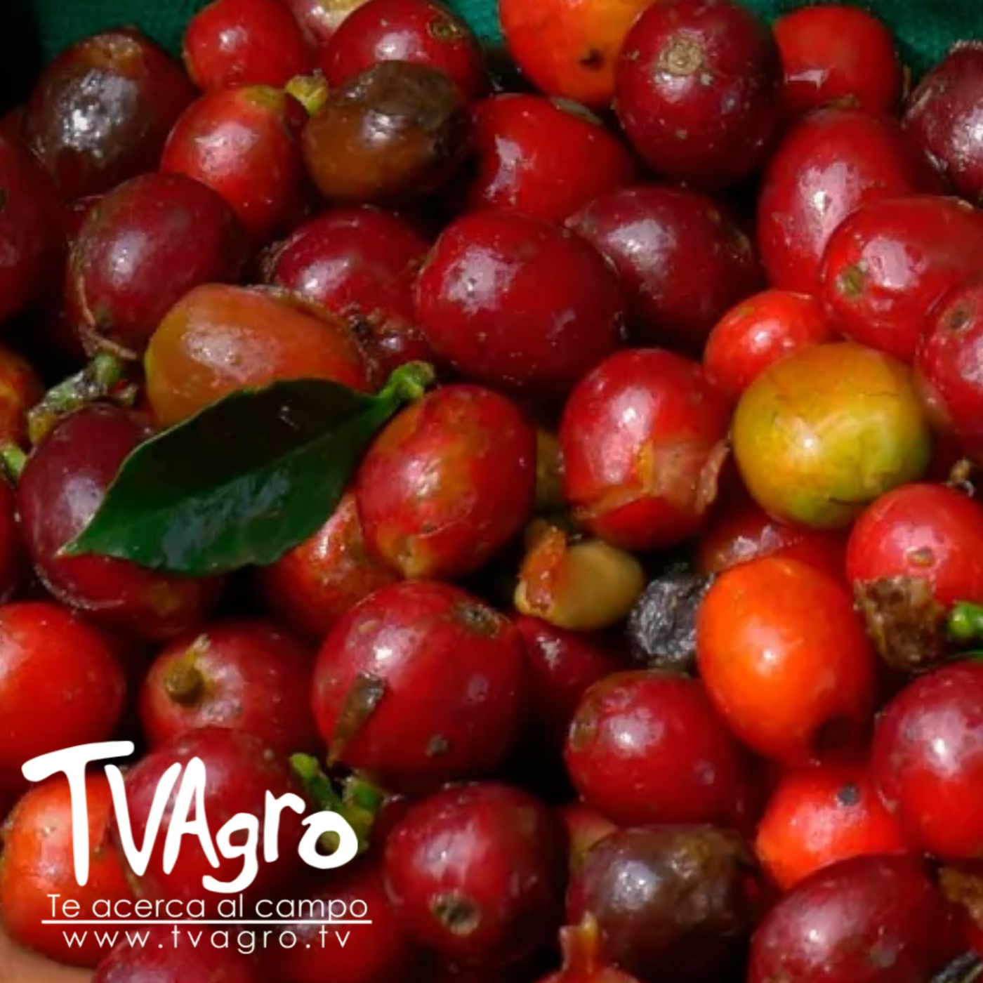 TV AGRO