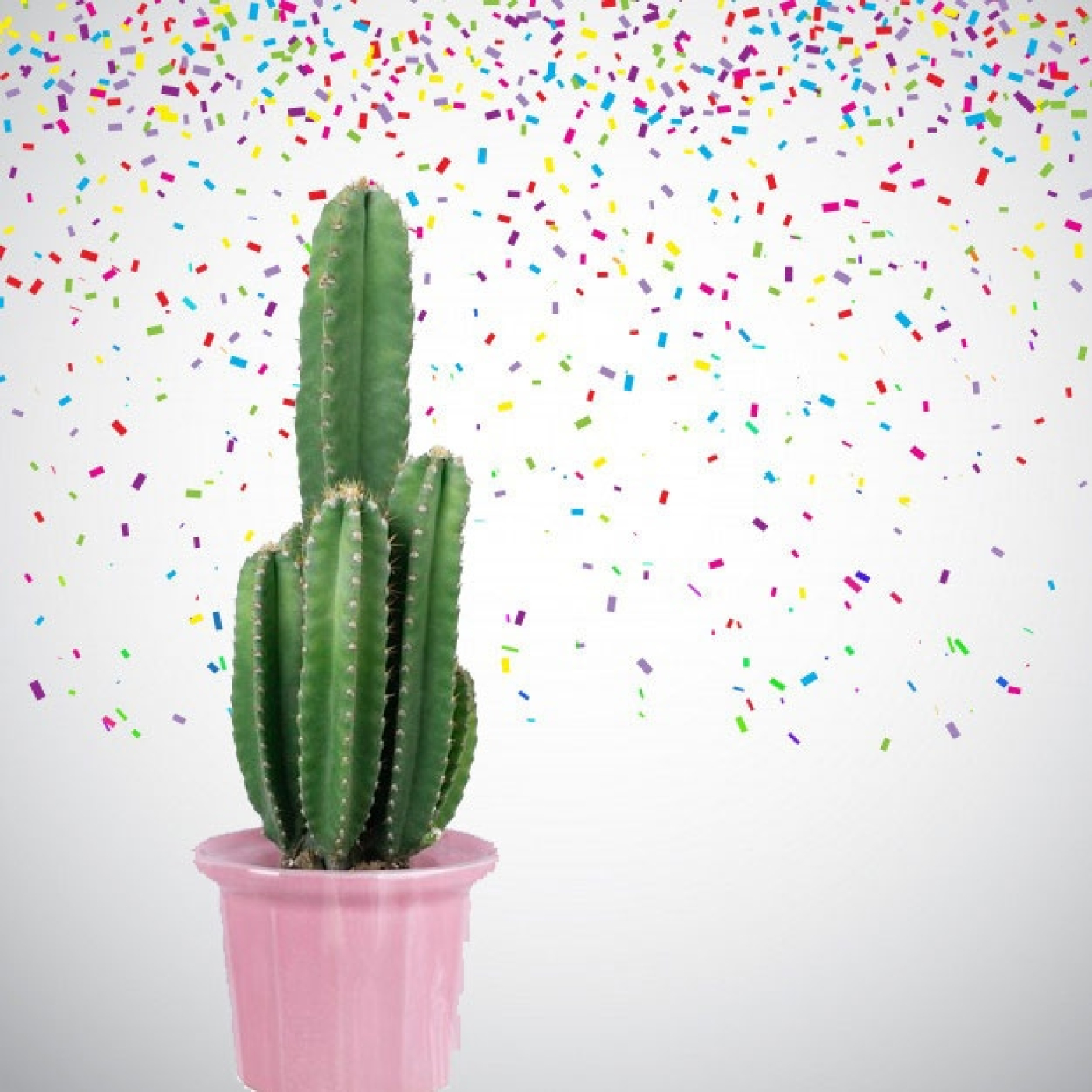Cactus Confetti
