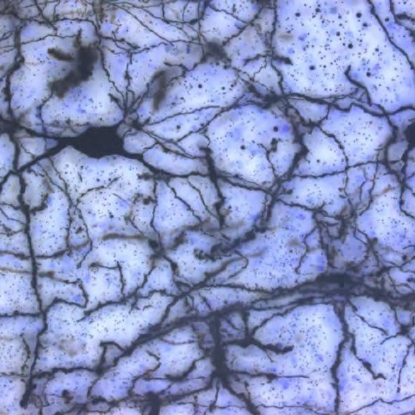 Fotciencia19