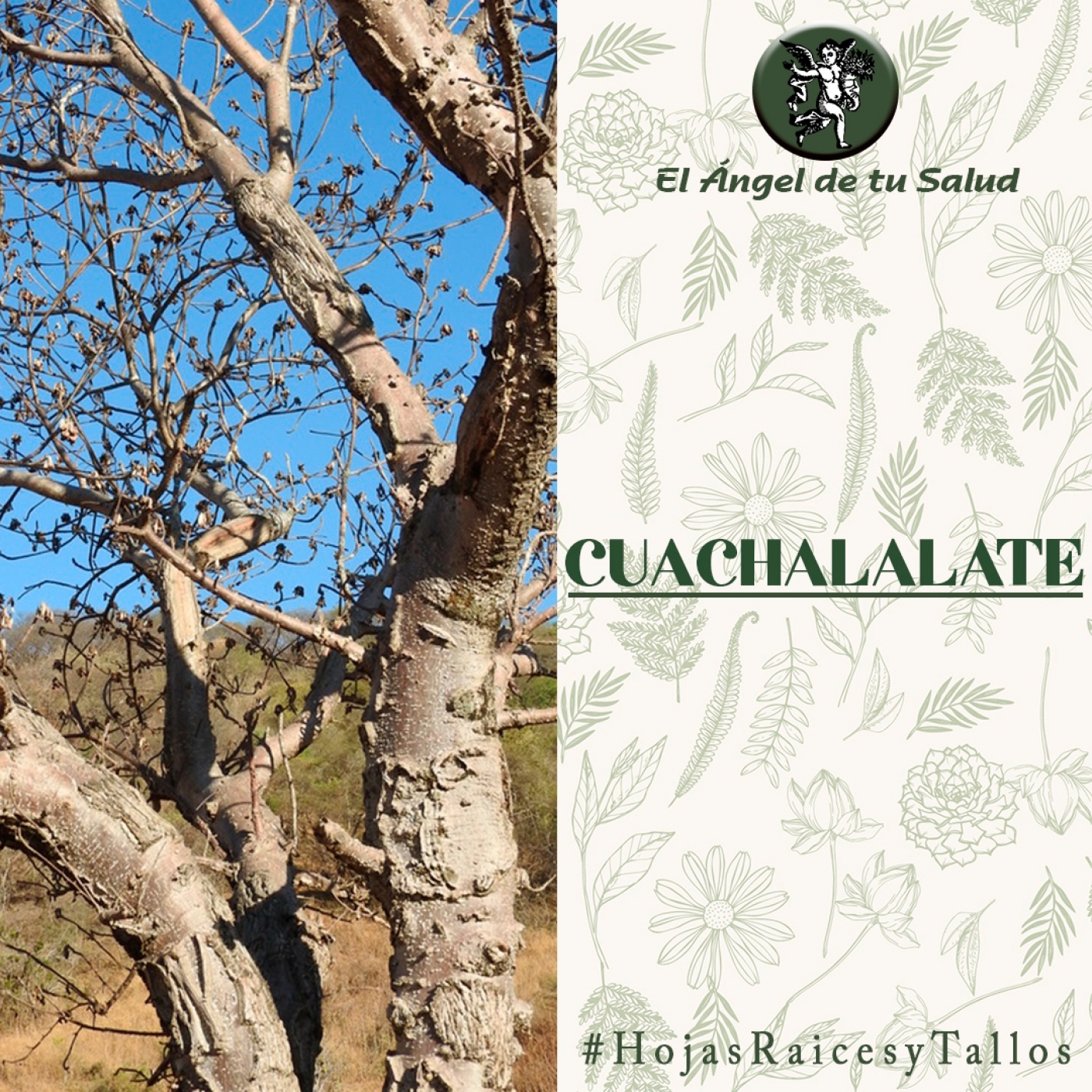 El Ángel de tu Salud - Cuachalalate** episode artwork
