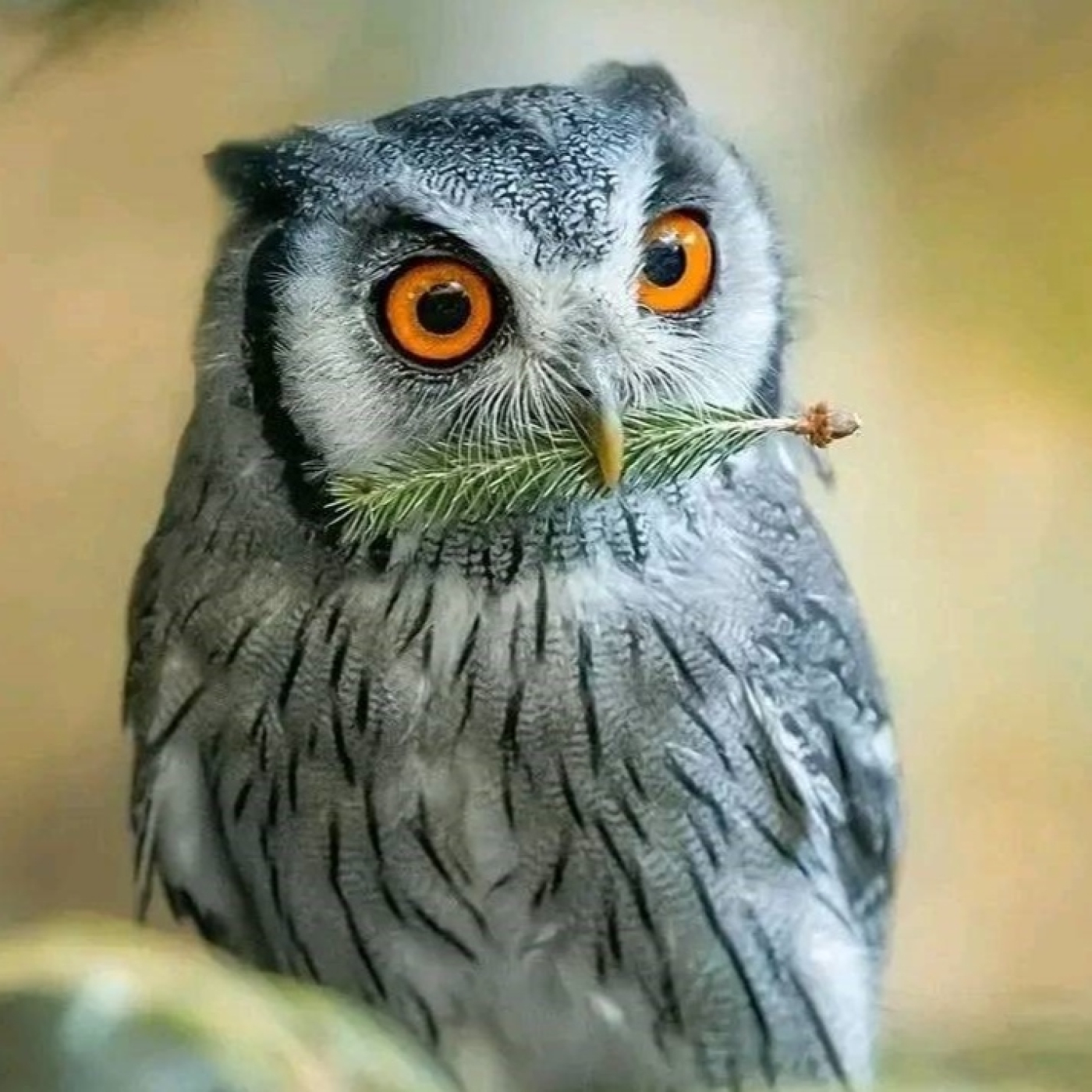 FRATERNIDAD ROSACRUZ DE MEXICO