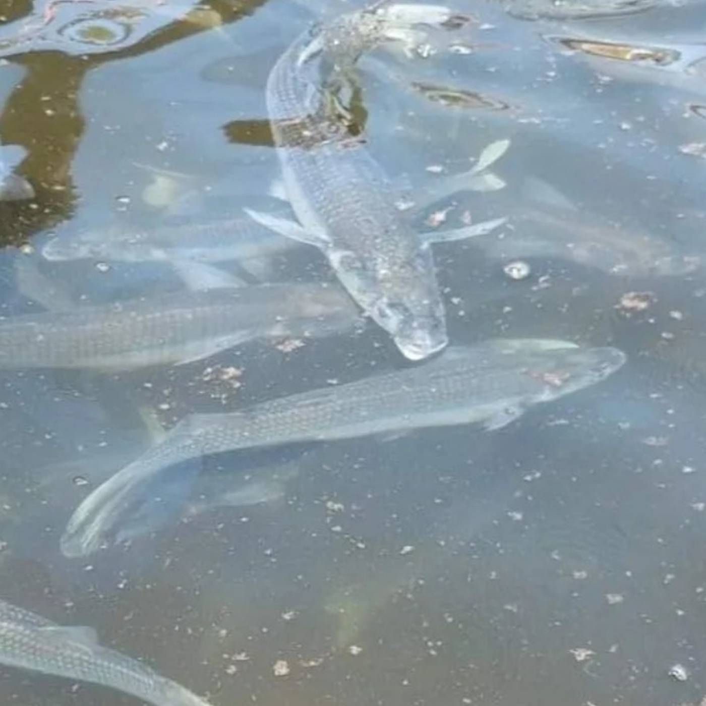Planeta Pesca