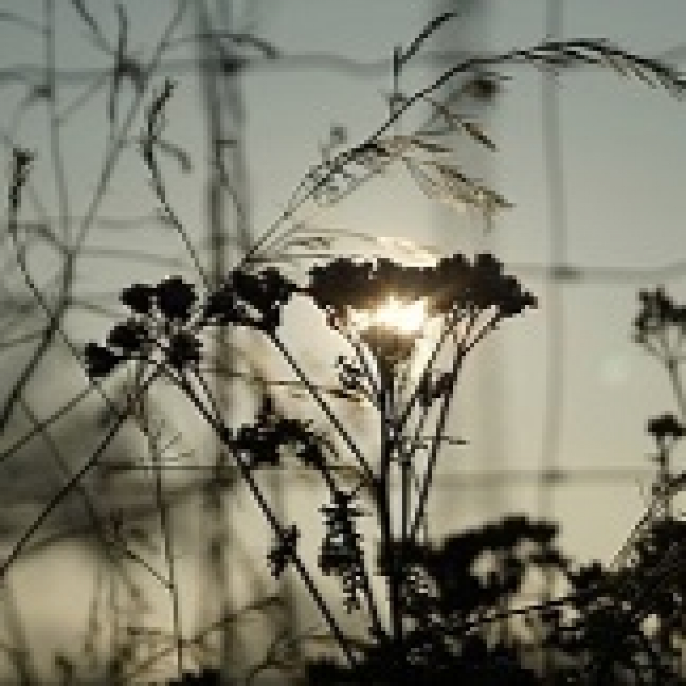 Estremecerse y sentir