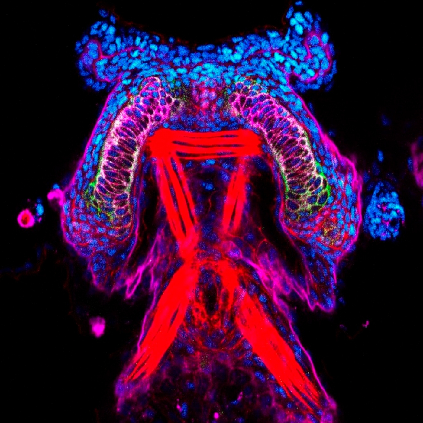 Fotciencia18