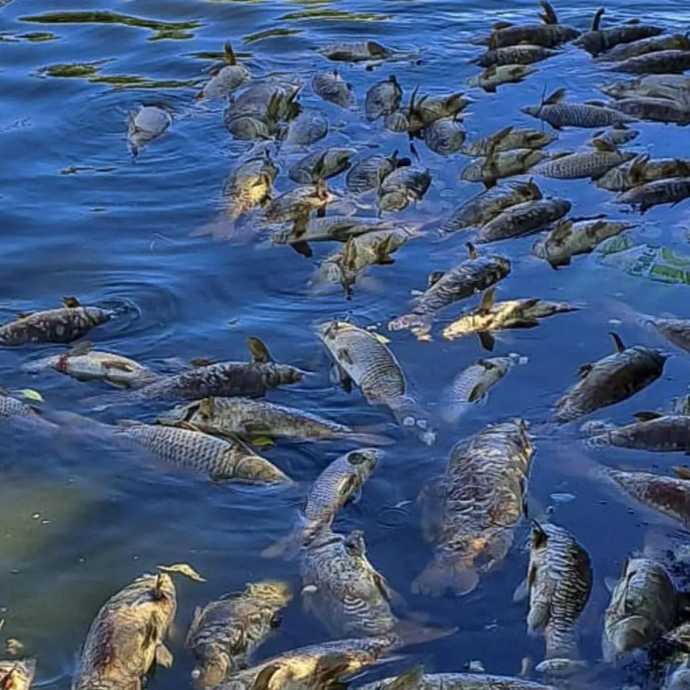 Rio de la Vida pesca