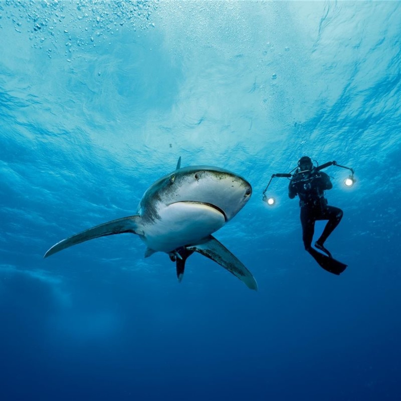 Universo Oceánico (cap 2) #ciencia #naturaleza #podcast #documental episode artwork