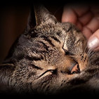 ASMR - Sonido Gatito Ronroneando, Para Relajarse Y Dormir, Paz Interior
