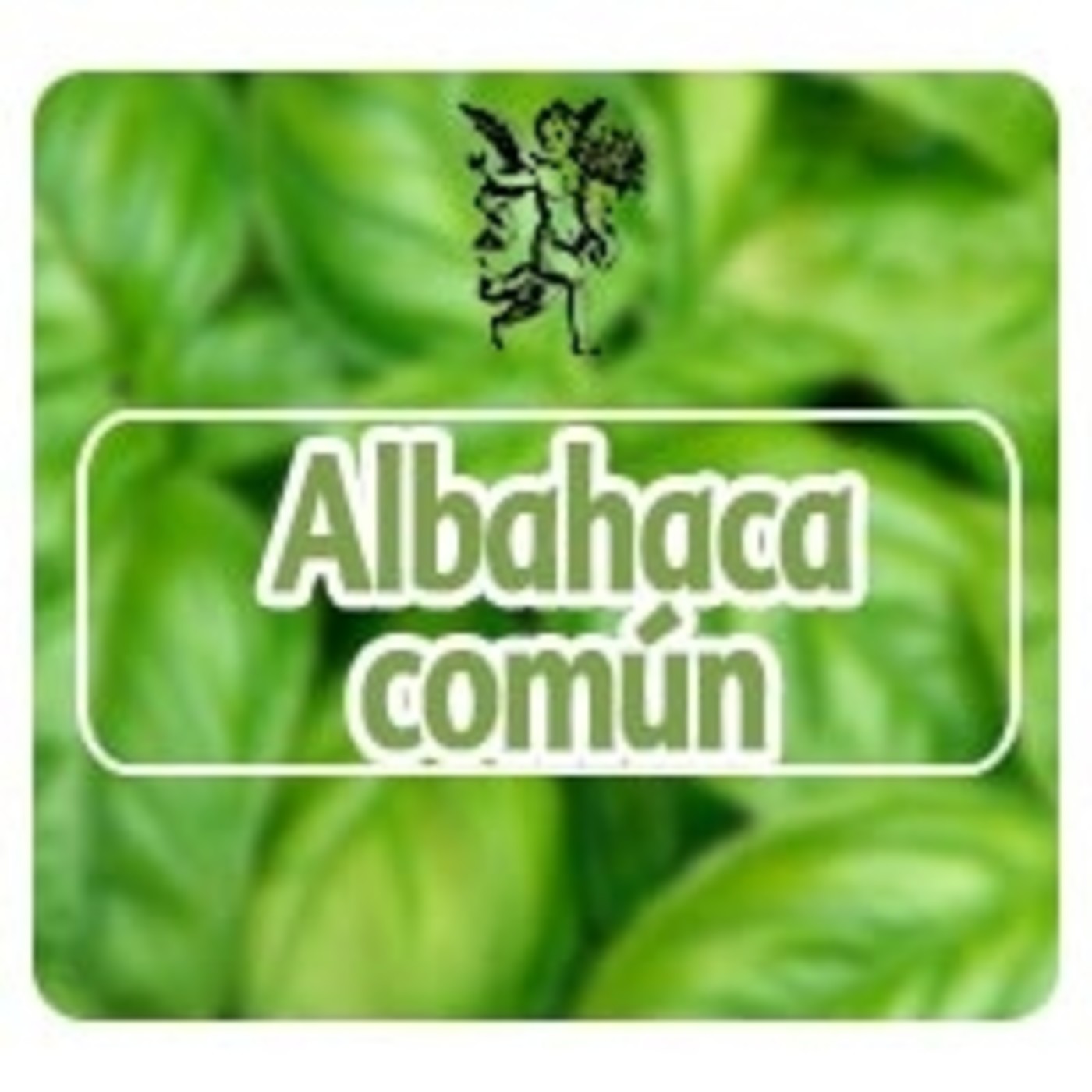 El Angel de tu Salud - ALBAHACA COMÚN** episode artwork