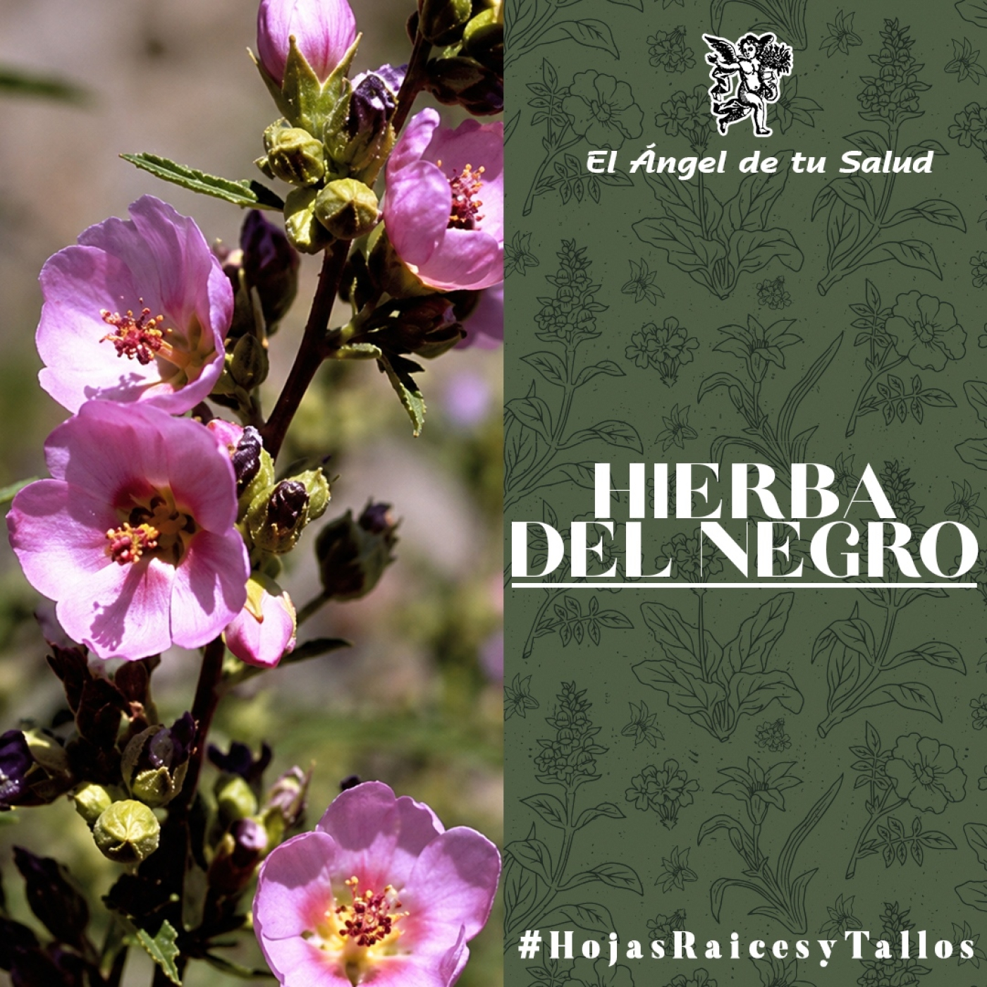 El Ángel de tu Salud - Hierba del Negro** episode artwork