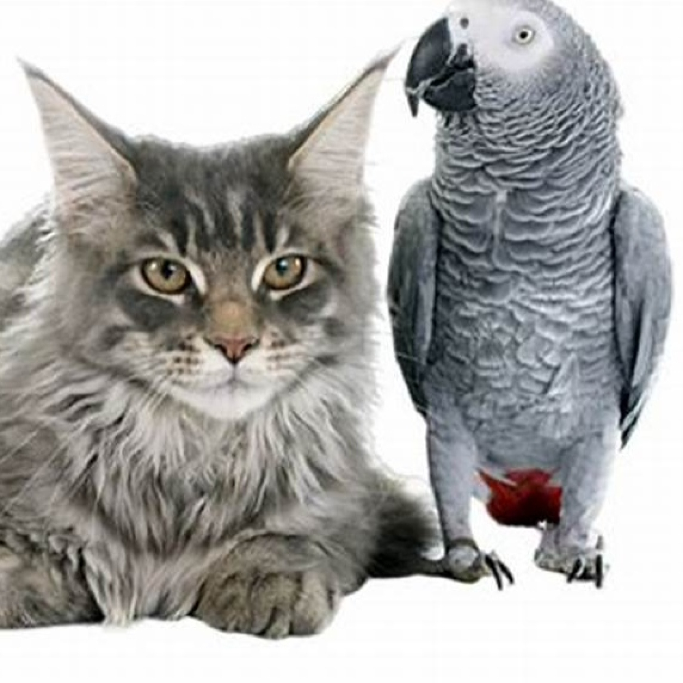 Podcast Mascotero - Mundo animal