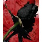 My Black Rose