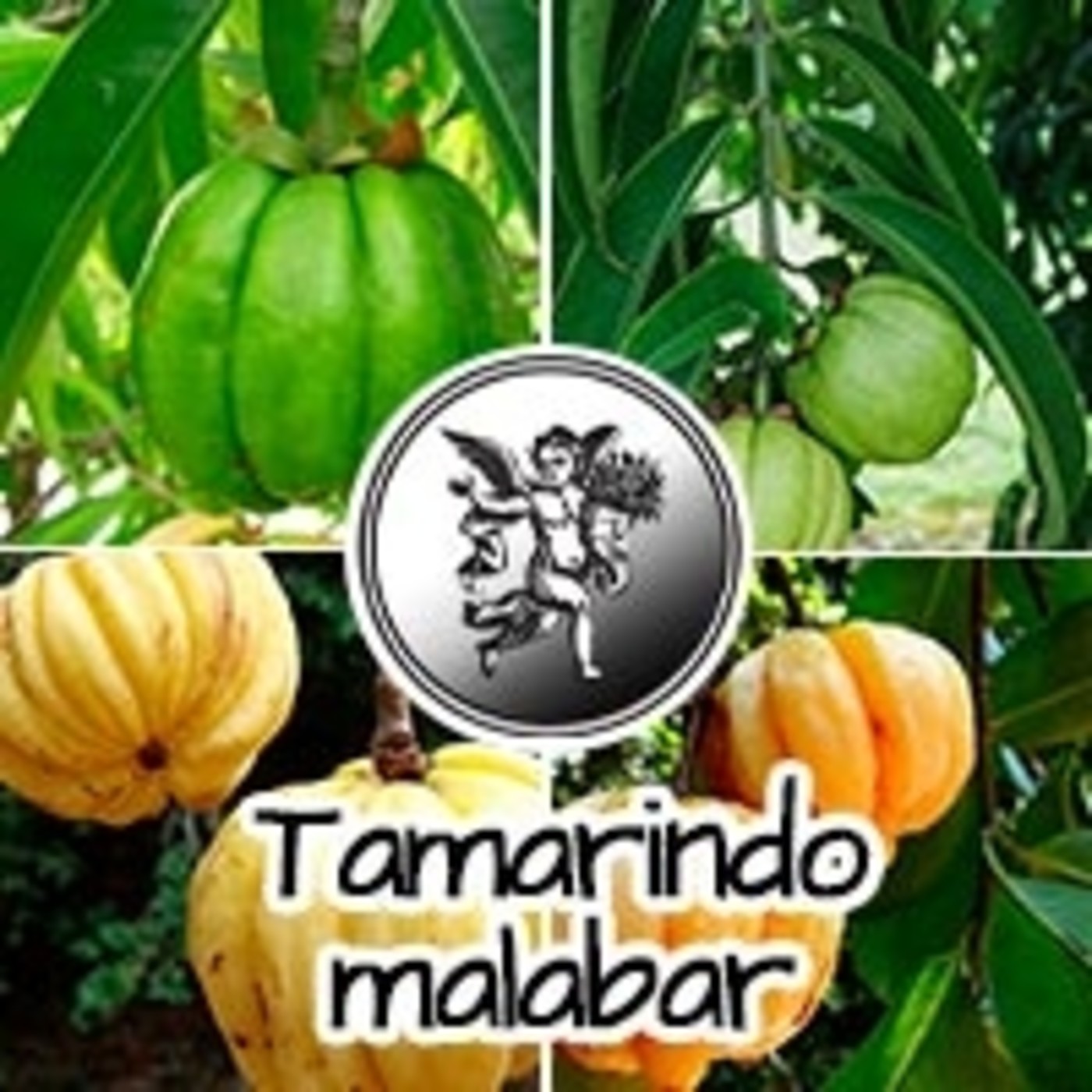 El Ángel de tu Salud - TAMARINDO MALABAR** episode artwork