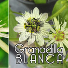 El Ángel de tu Salud - GRANADILLA BLANCA