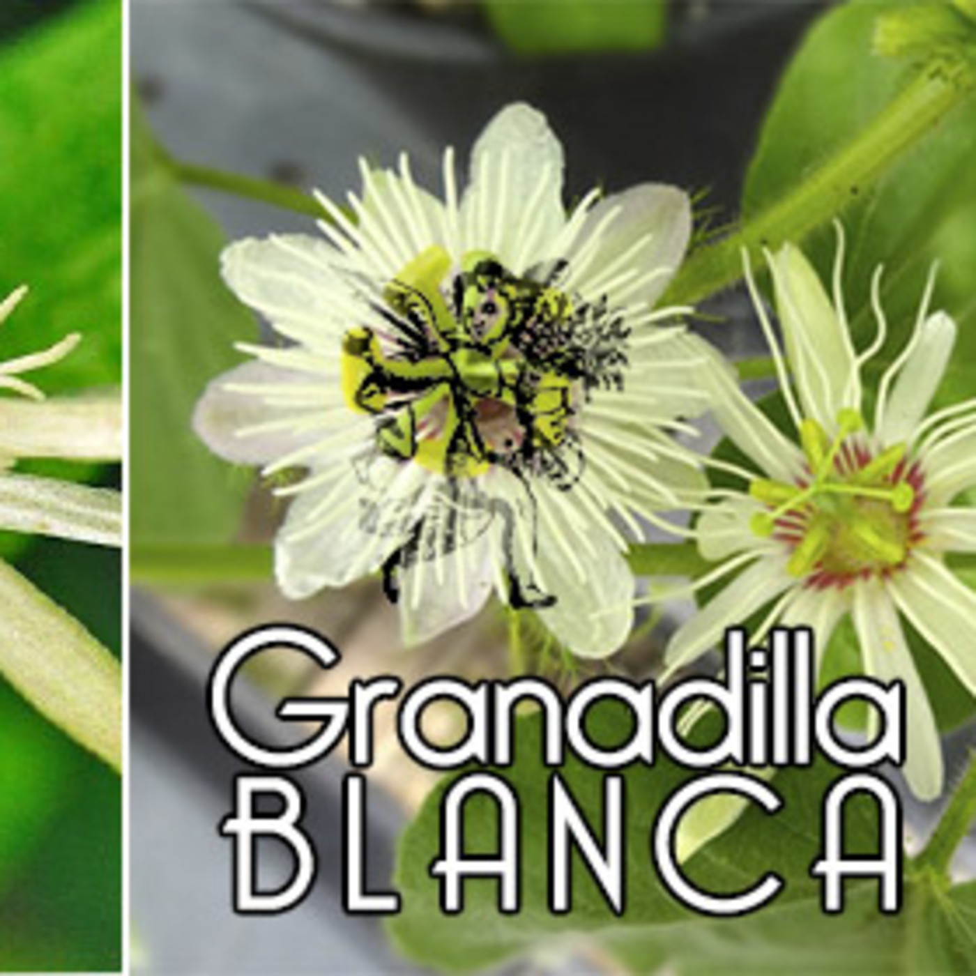 El Ángel de tu Salud - GRANADILLA BLANCA episode artwork