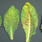 Fascinacion por las plantas - 174 - Virus vegetales y4