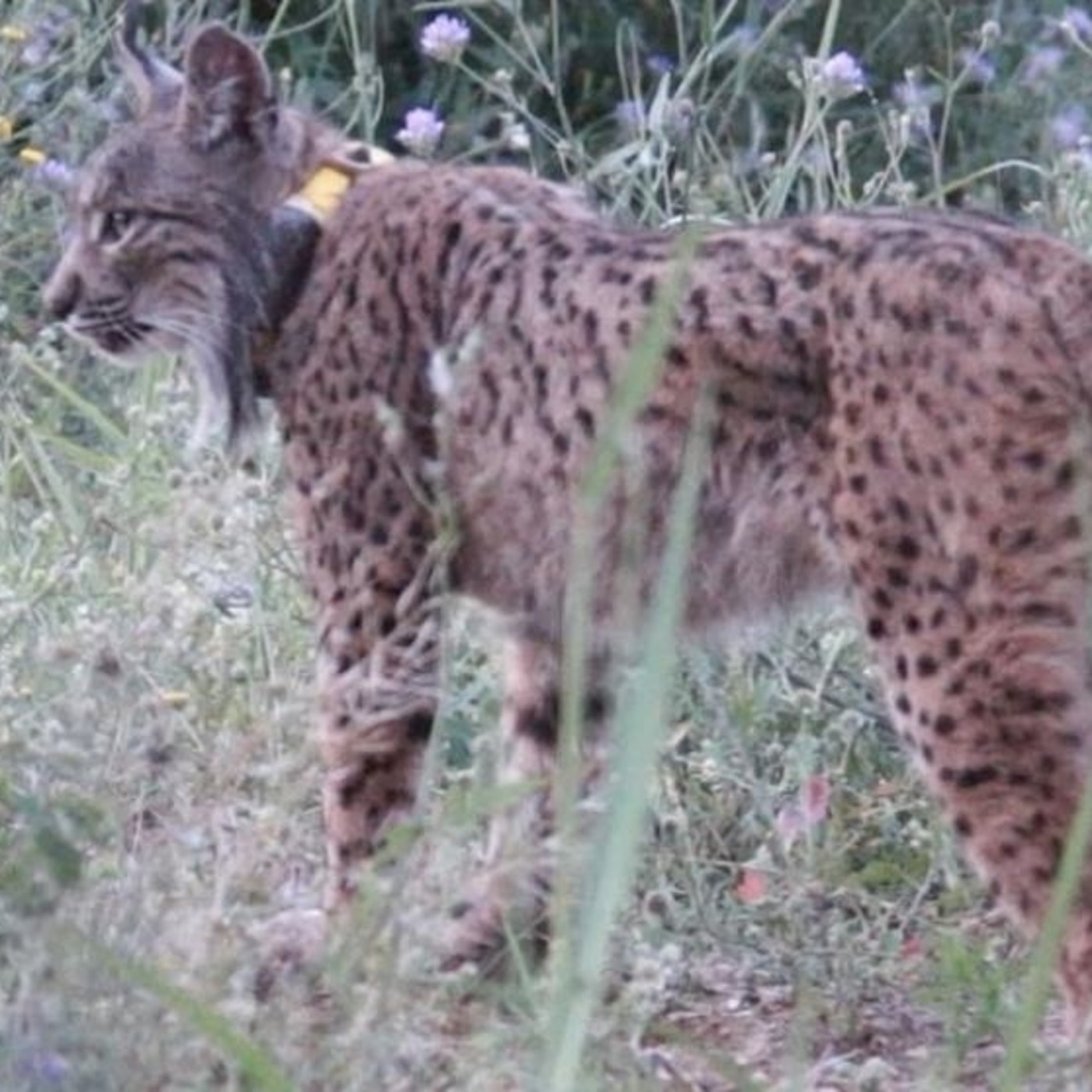 La Terra Radio - EcoGIRA