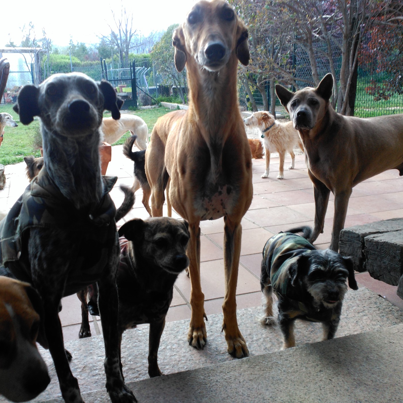La Ciudad de Los Perros Radio