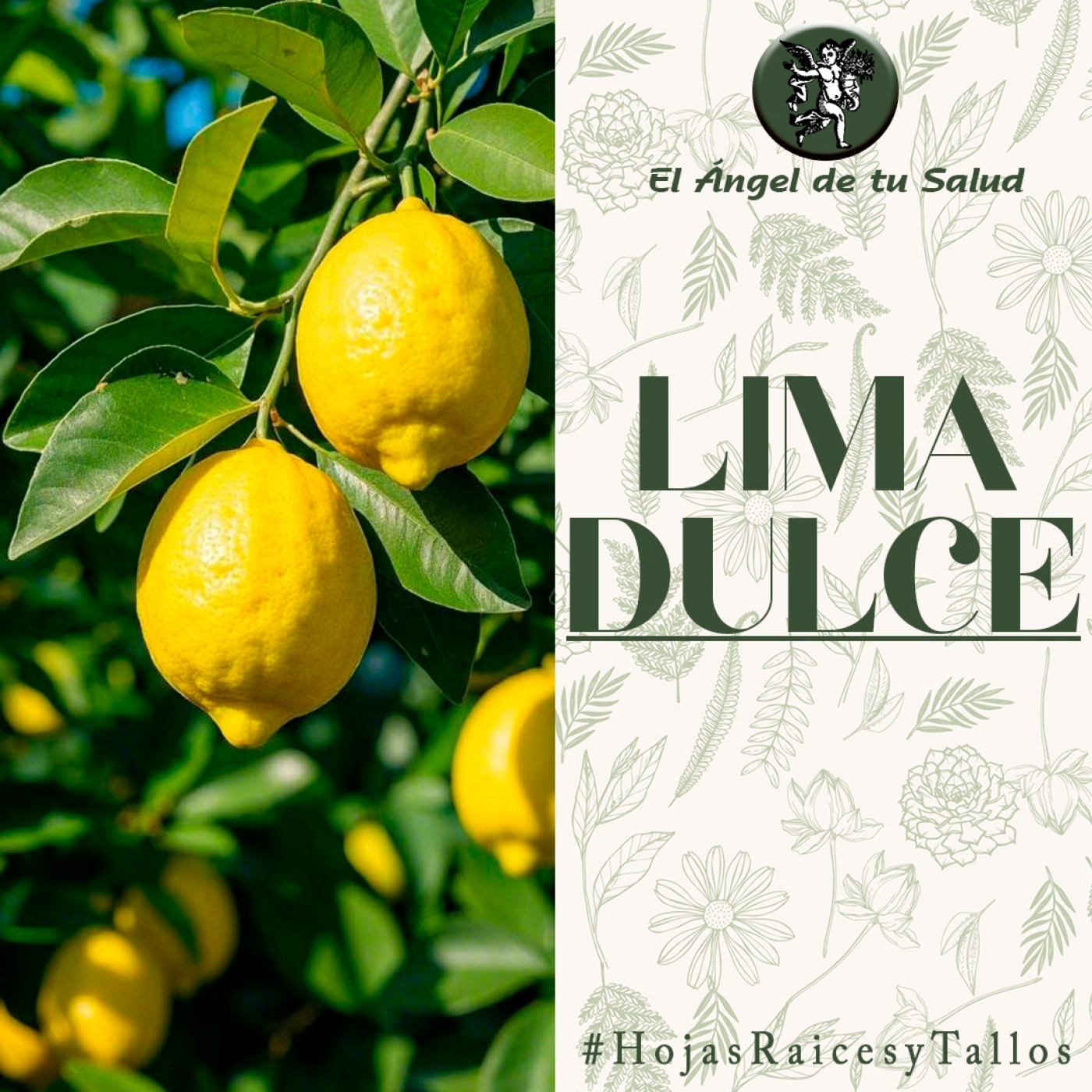 El Ángel de tu Salud - Lima Dulce**