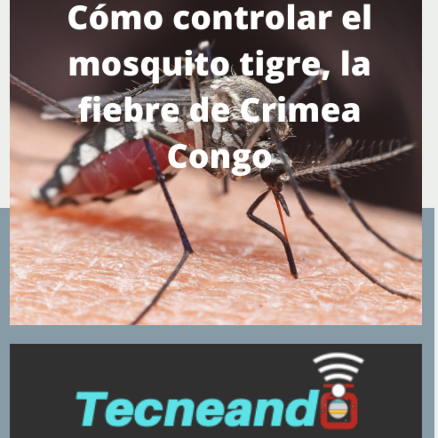 Tecneando